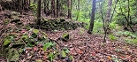 Plants: image 5 Of 208 Thumb